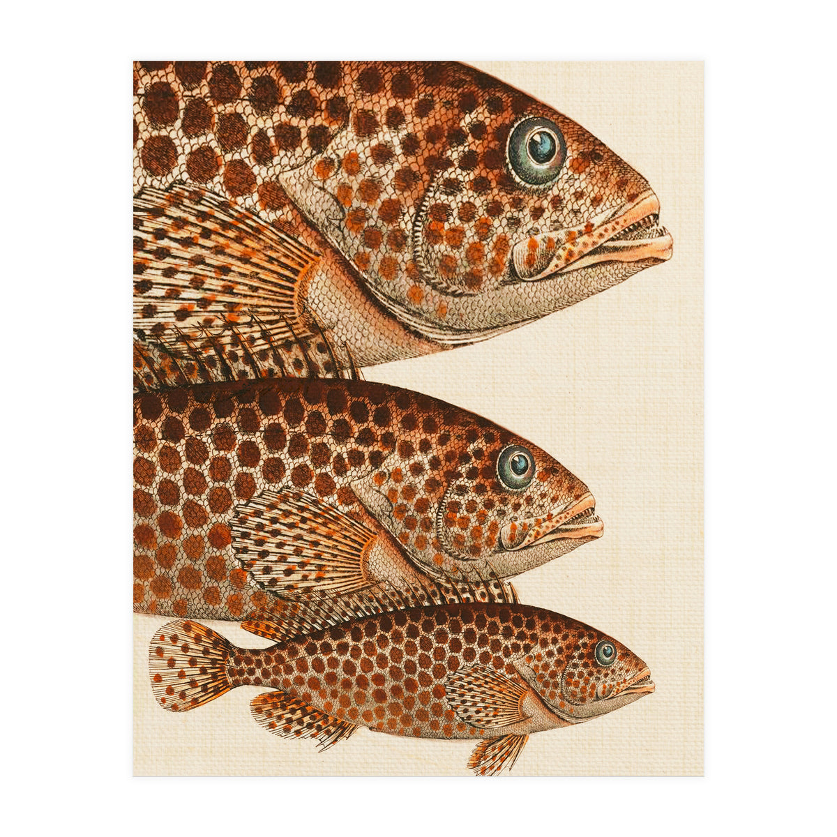 Fish Classic Designs 6 (Print Only)