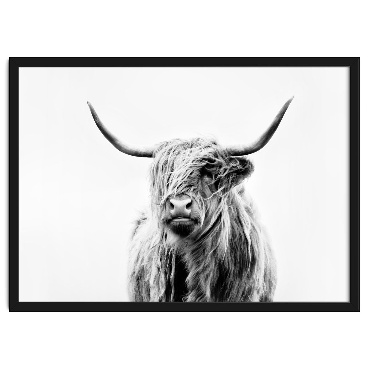 Portrait of a Highland Cow II
