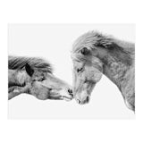 Horse Love in Iceland (Print Only) thumbnail