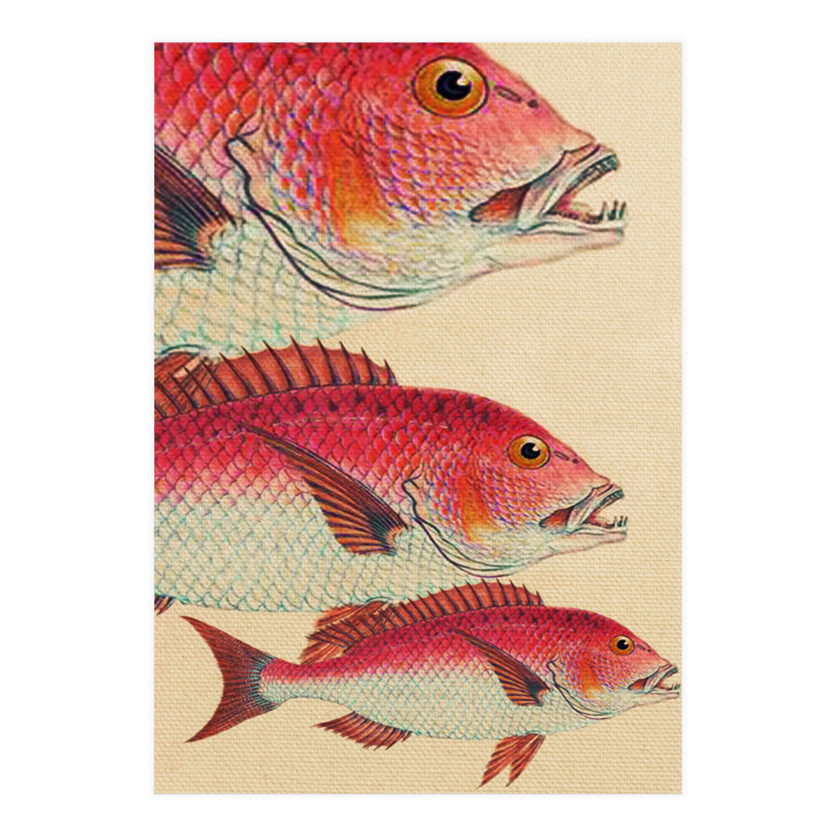 Fish Classic Designs 7 (Print Only)
