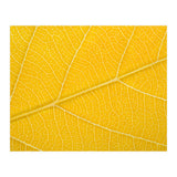 Autumn Leaf (Print Only) thumbnail