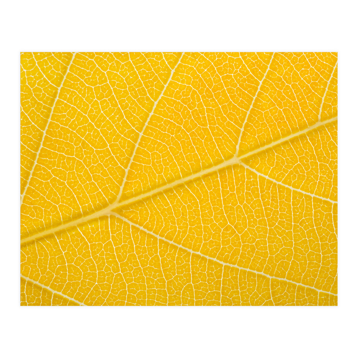 Autumn Leaf (Print Only)