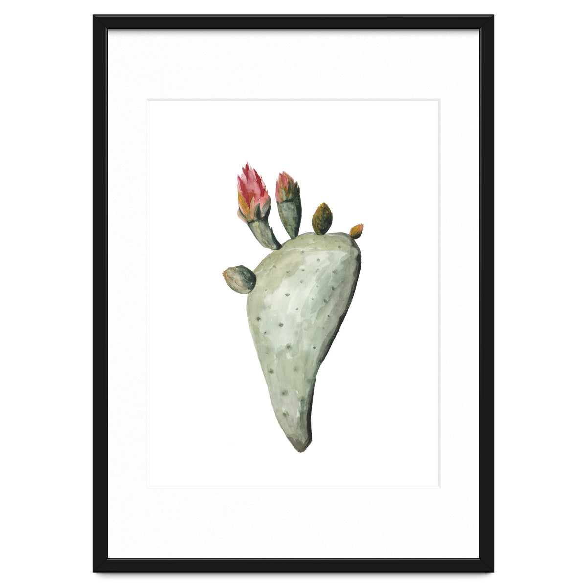 Botanical Illustration Cactus Flowers