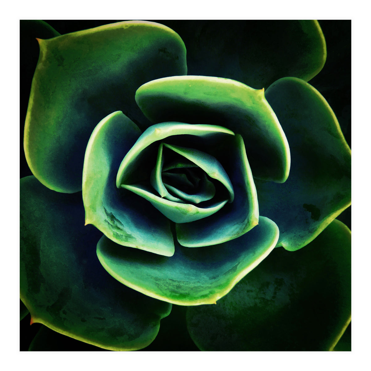 DARKSIDE OF SUCCULENTS XIV (Print Only)
