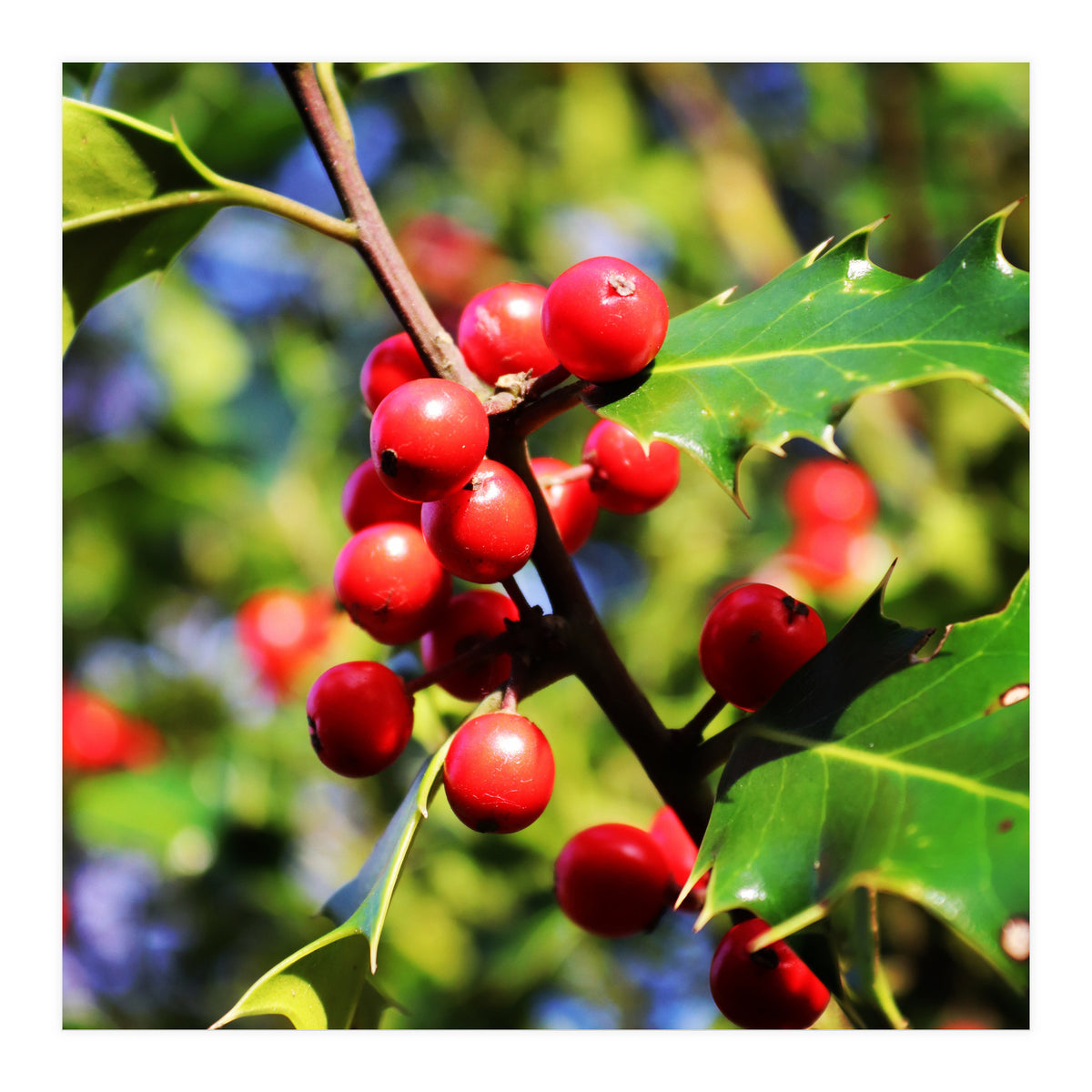 Fab454 Da 548 B 4252 8566 Cb9 Ccef07 Bda (Print Only)