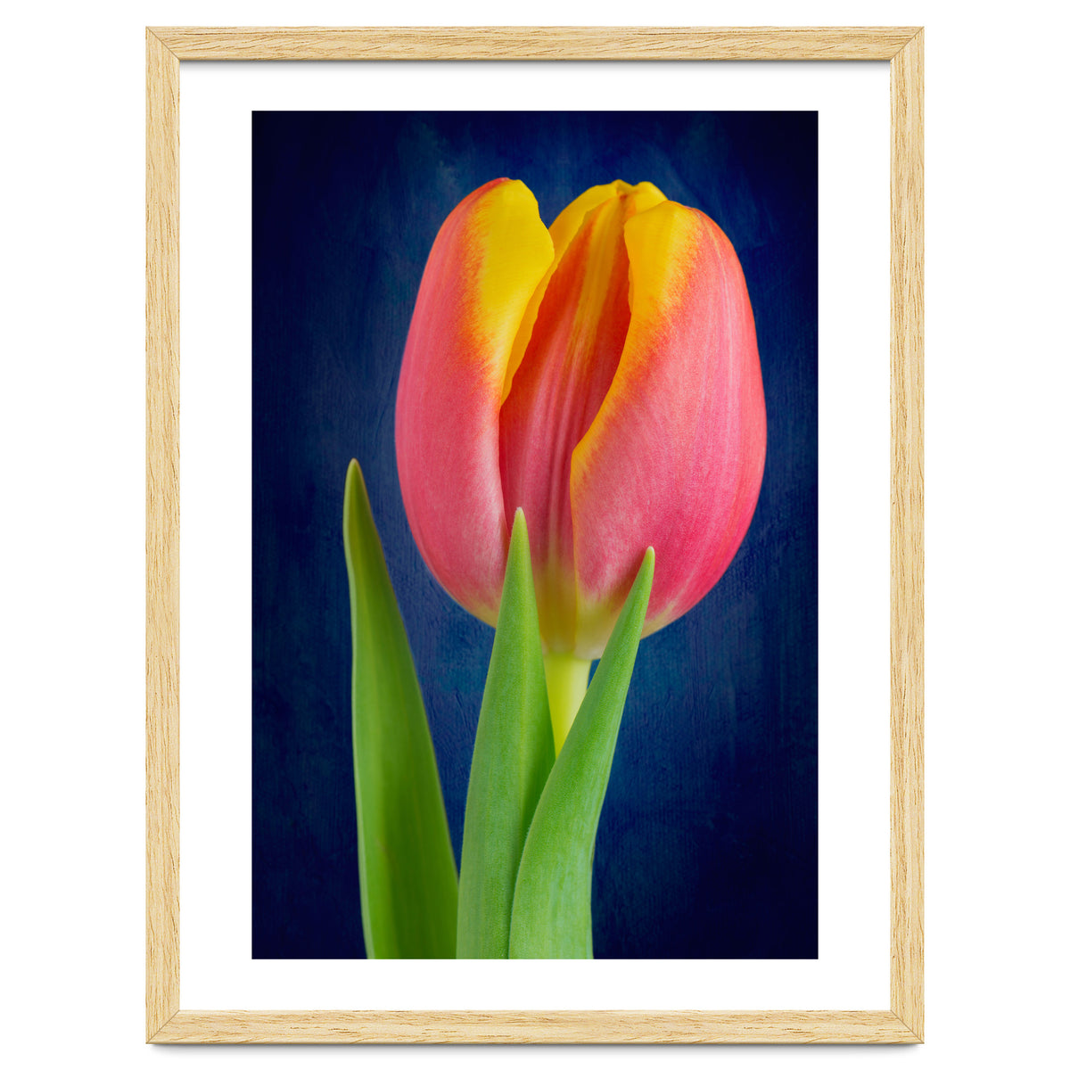Tulip
