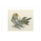 Preening cockatiel (Print Only) thumbnail