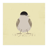 Blackcap 2 (Print Only) thumbnail