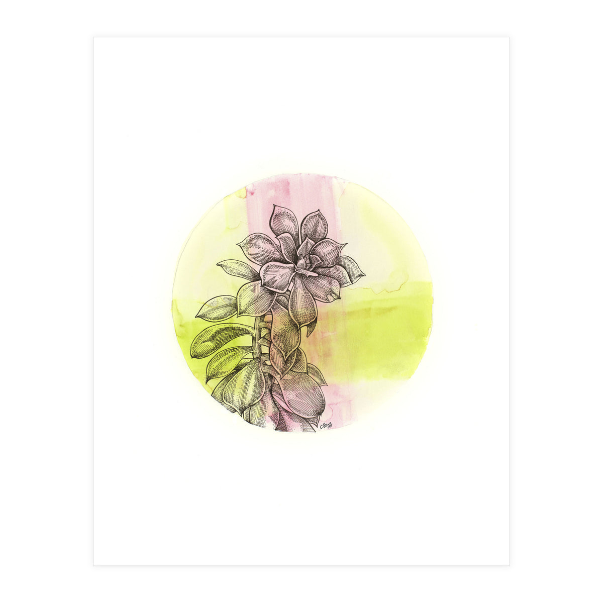 Succulent On Pink And Green (Print Only)