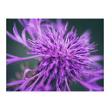 Amethyst (Print Only) thumbnail