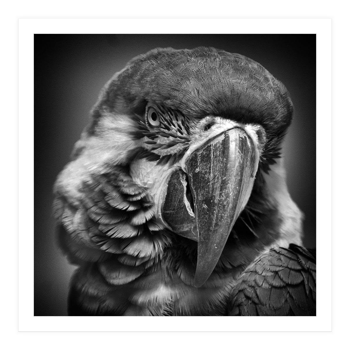 Macaw (Print Only)