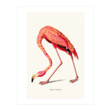 Boho Flamingo (Print Only) thumbnail