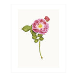 Cc Roses 05 (Print Only) thumbnail