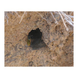 Wasp World (Print Only) thumbnail