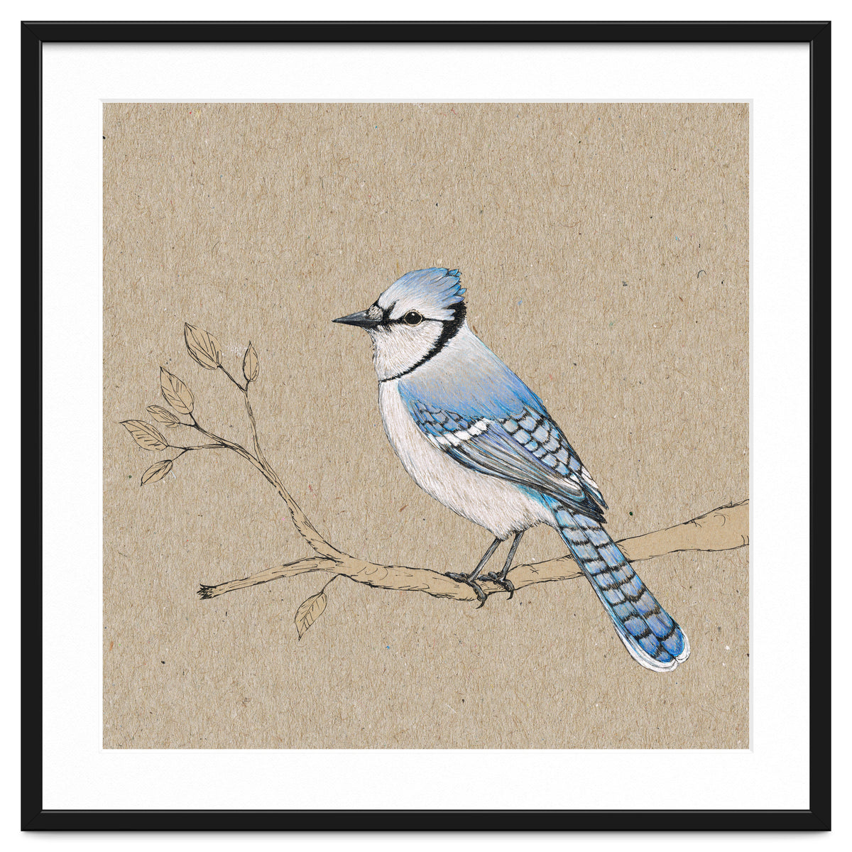 Blue jay