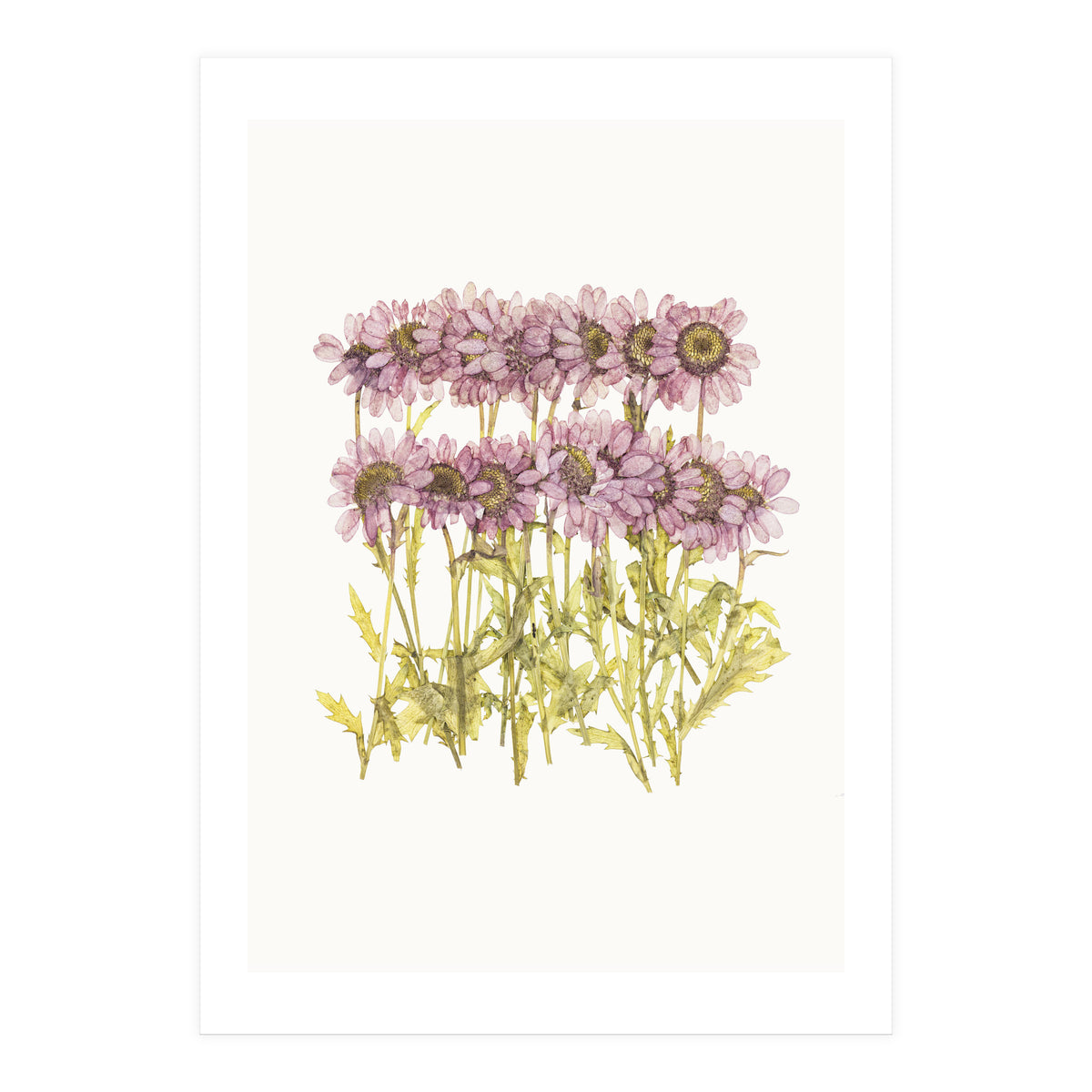 Cc Flower 02 (Print Only)