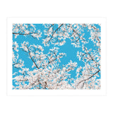 White Blossom (Print Only) thumbnail