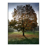 Autumnal Tree (Print Only) thumbnail