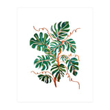 Monstera Deliciosa (Print Only) thumbnail