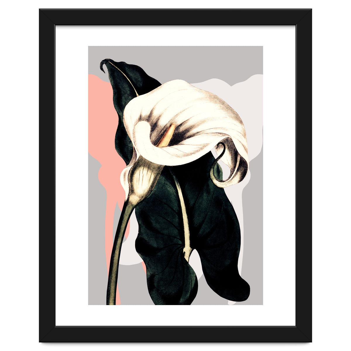 Calla lily flower
