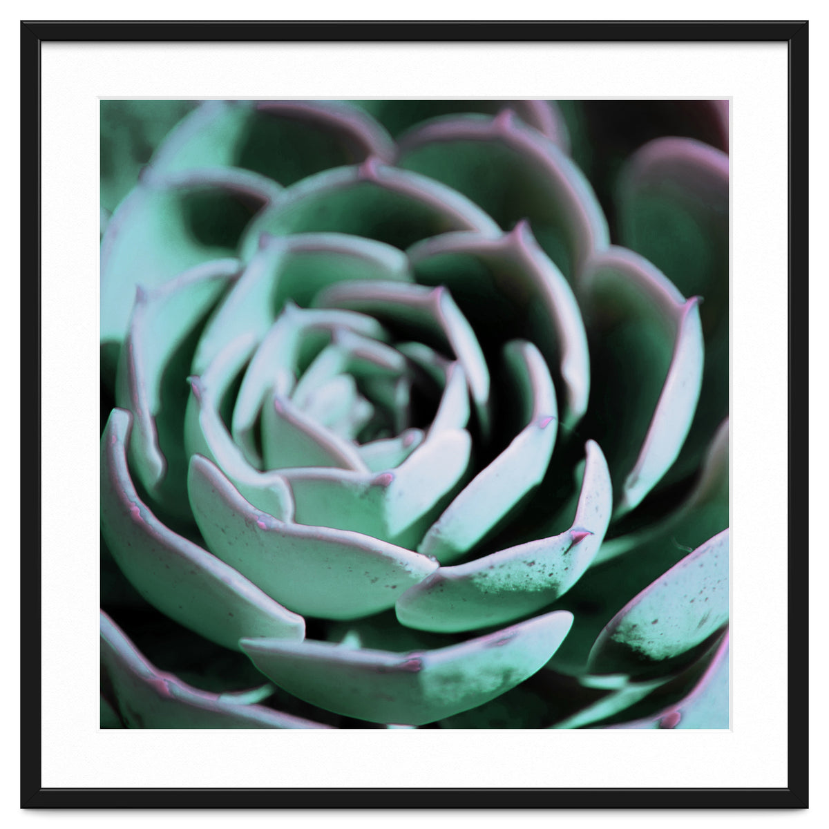 DARKSIDE OF SUCCULENTS III-A