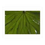Hothouse (Print Only) thumbnail
