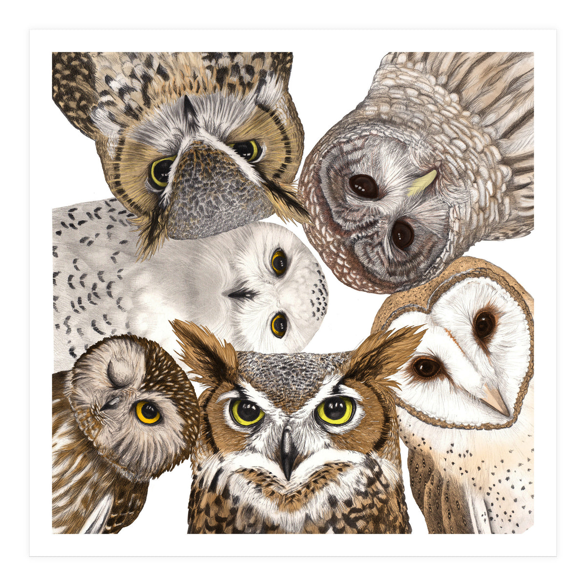 Owls (Print Only)