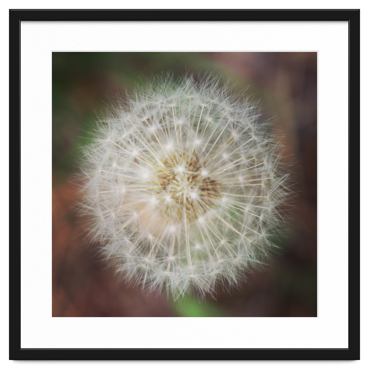 dandelion clock