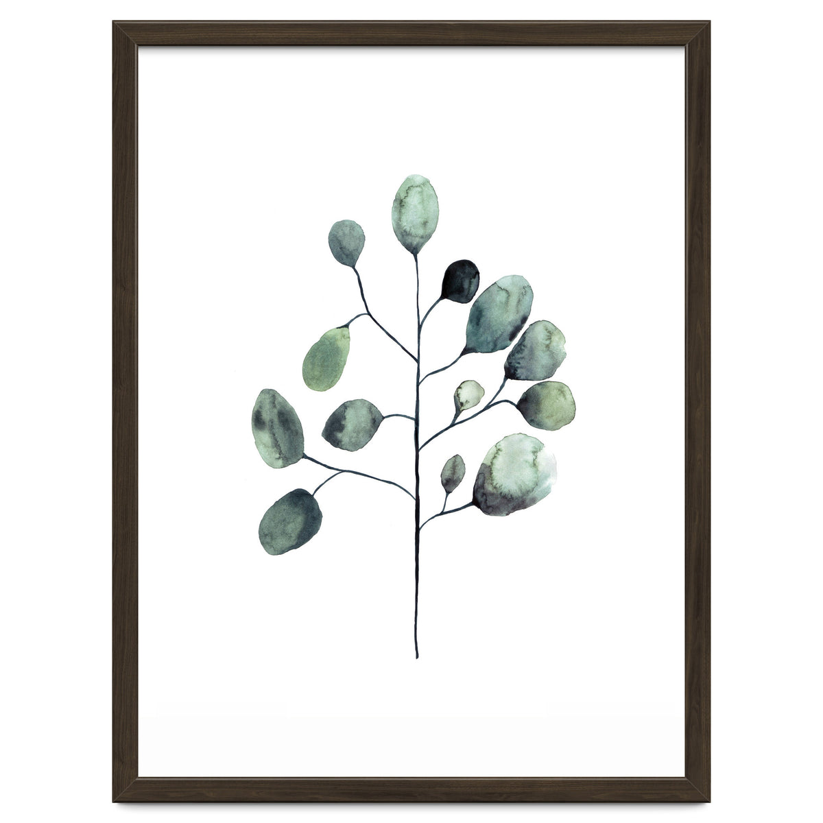 Botanical Illustration Eukalyptus