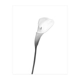 Calla | bright design (Print Only) thumbnail