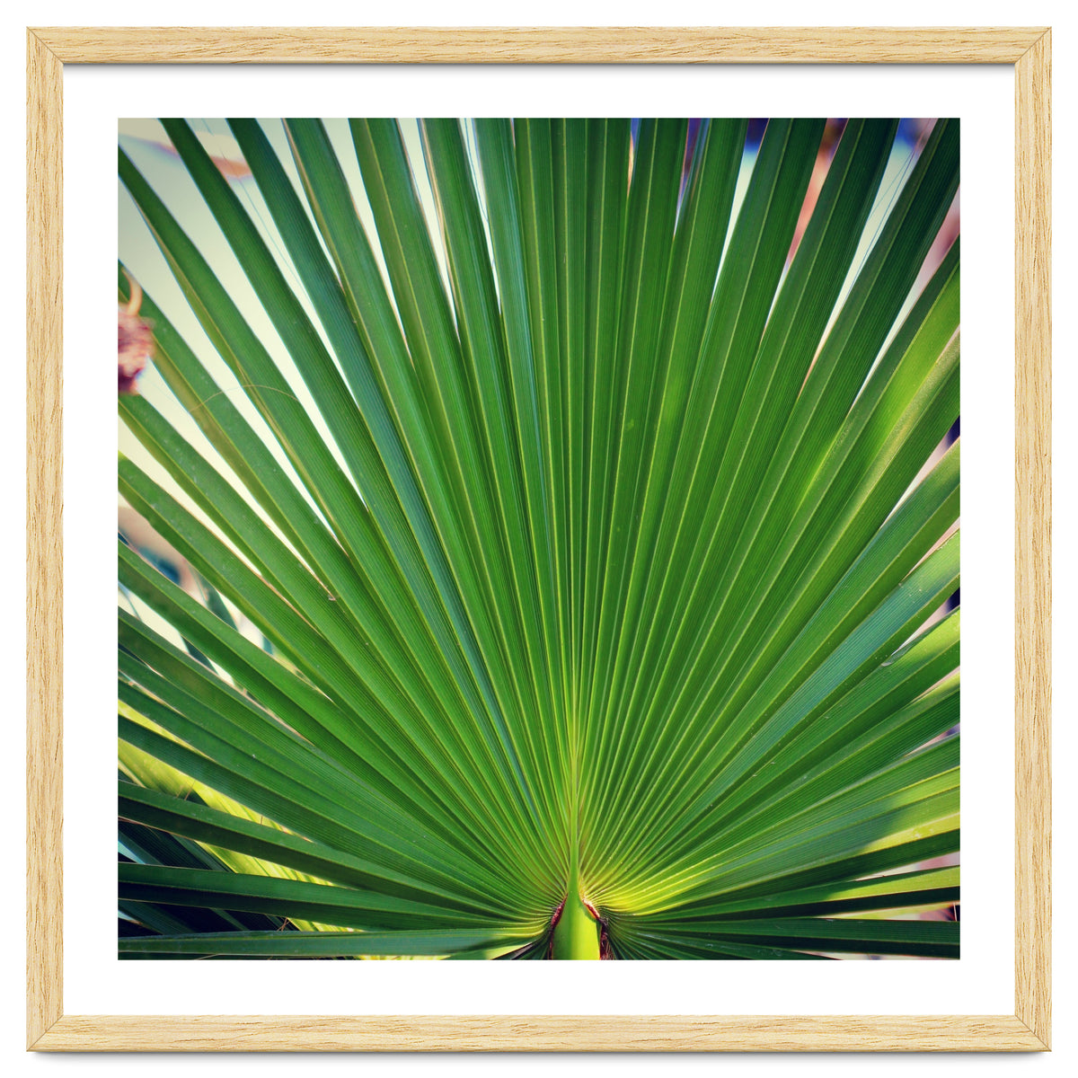 palm leaf