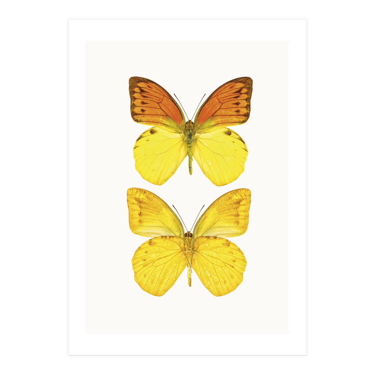 Cc Butterflies 08 (Print Only)