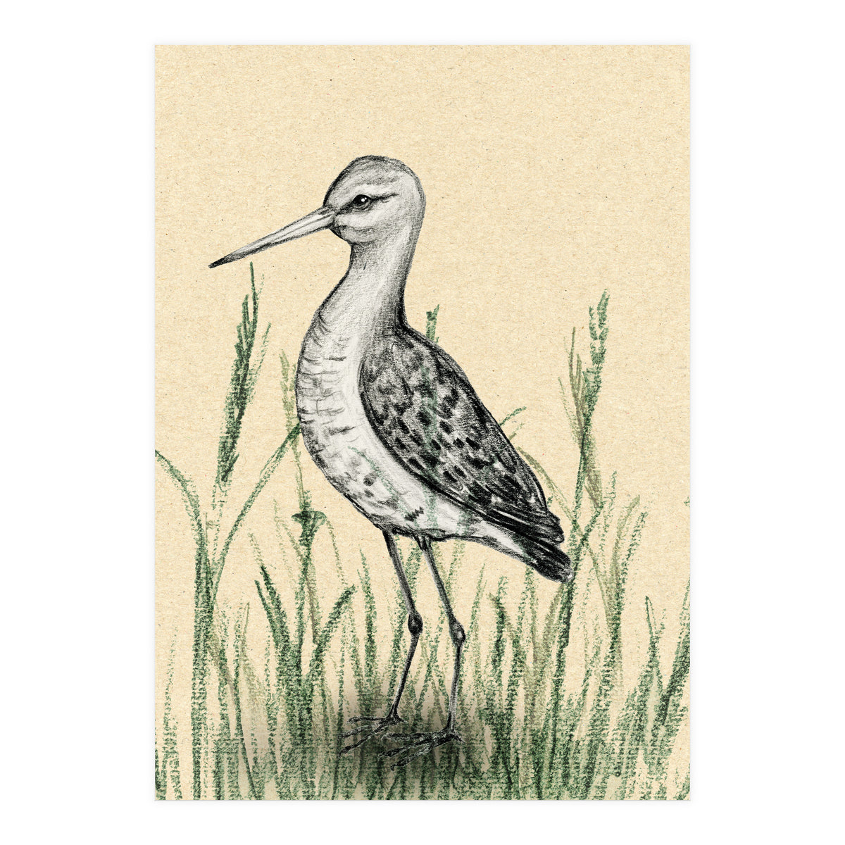 Black-tailed godwit in the grass (Print Only)