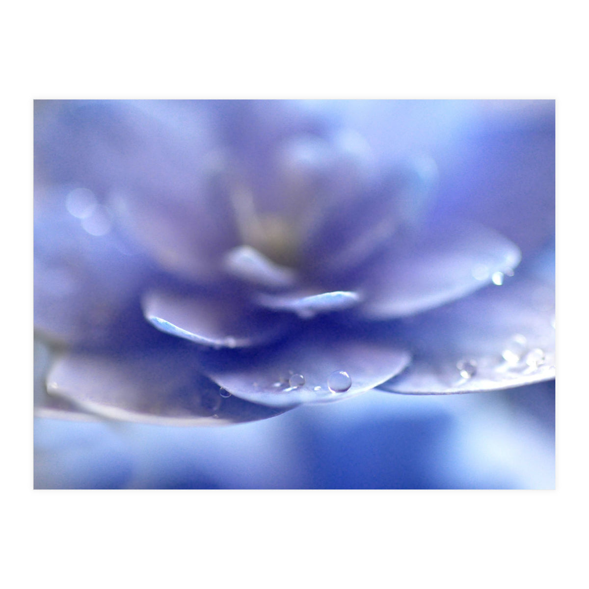 Enchantress (Print Only)