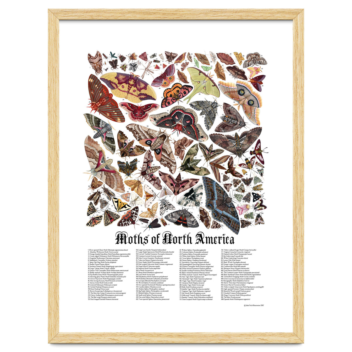 Moths of North America