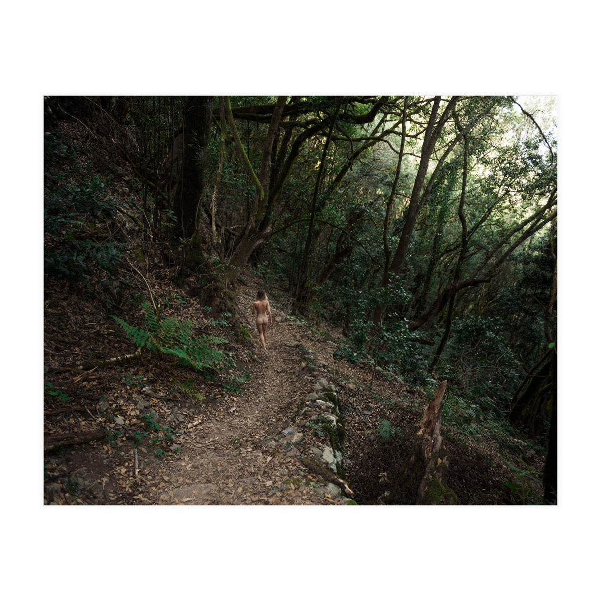 Wild Wild Woods (Print Only)