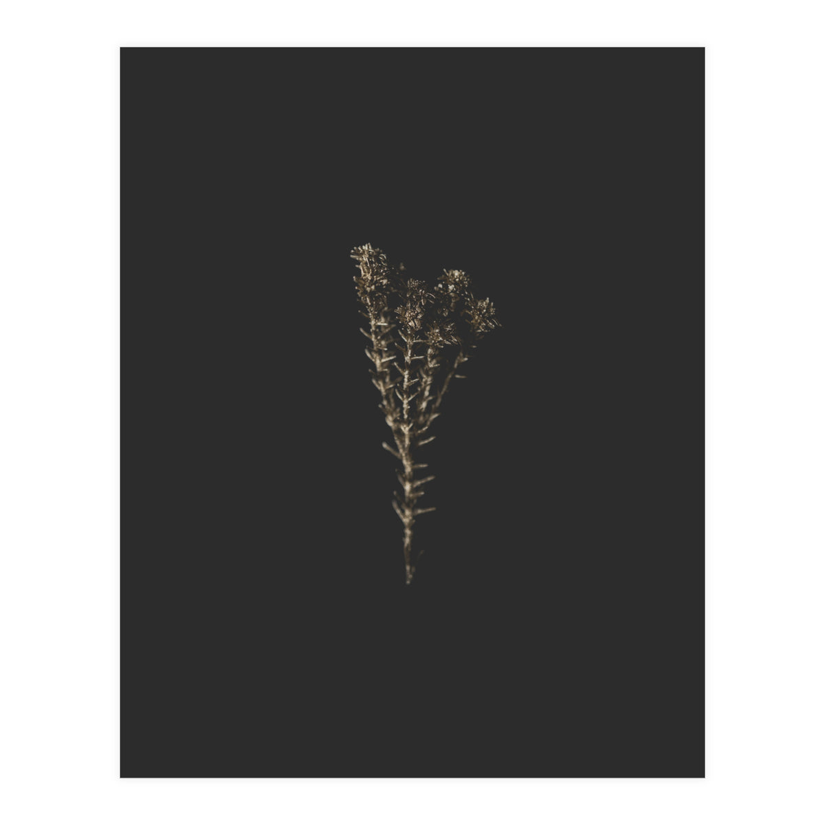 Moody Golden Botanicals (Print Only)