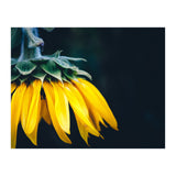 Sunflower Detail 1 (Print Only) thumbnail