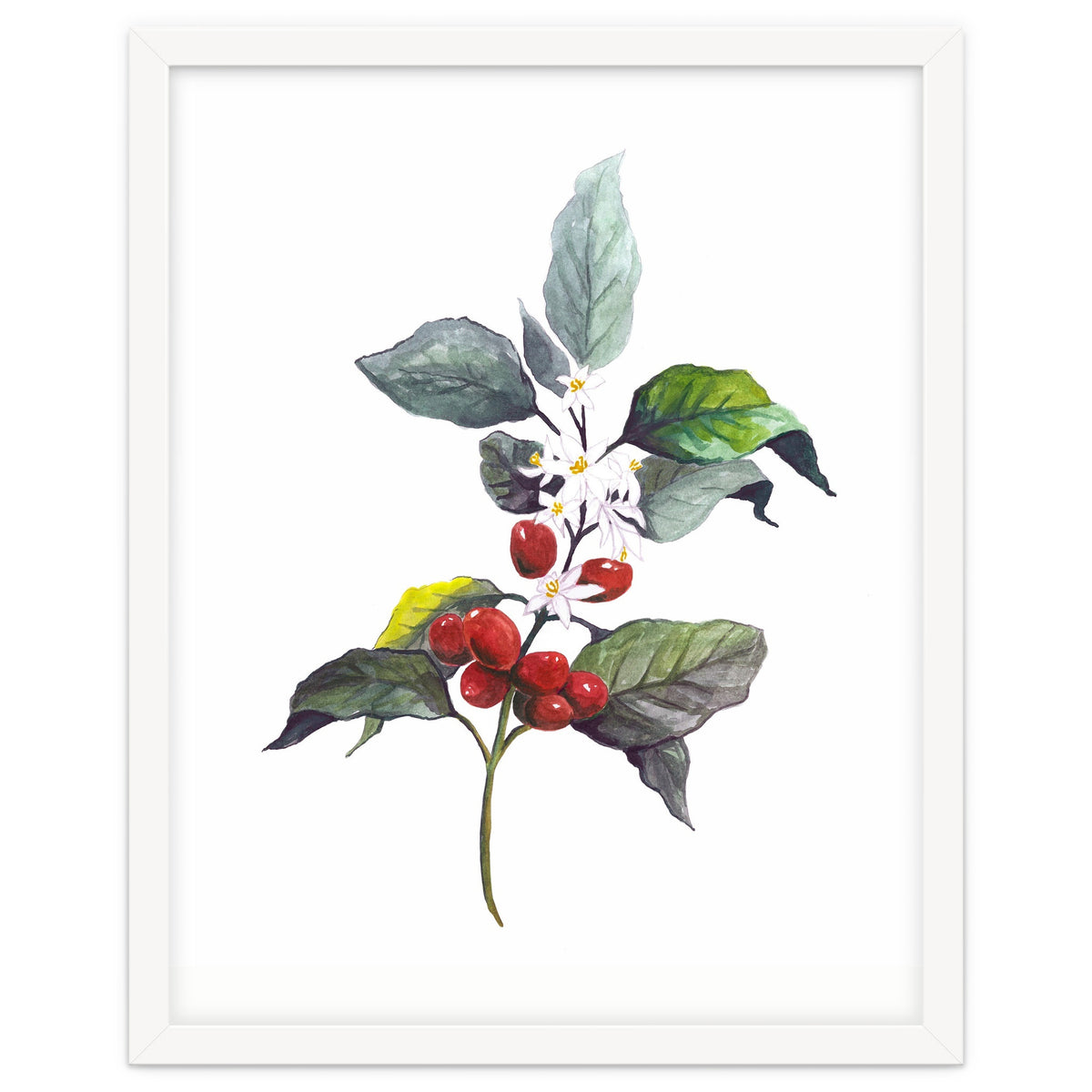1 Botanical Illustration Kaffee Pflanze