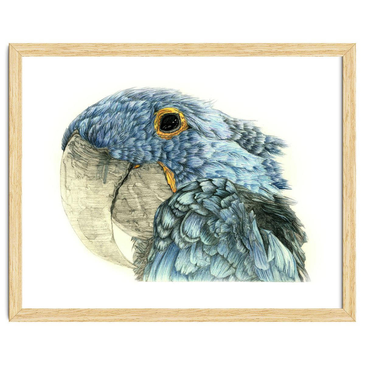 Blue Parrot