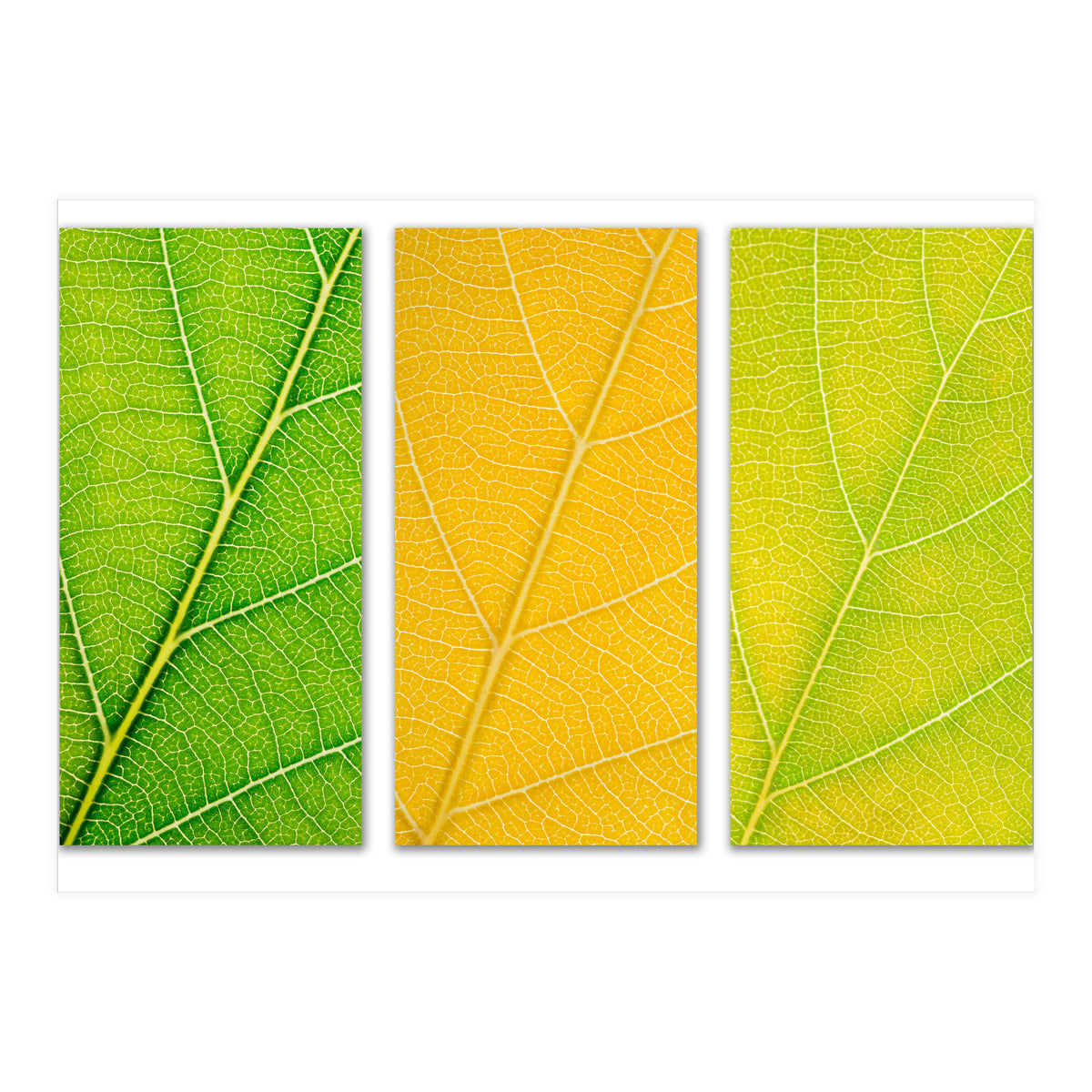 Autumn Leaves (Print Only)