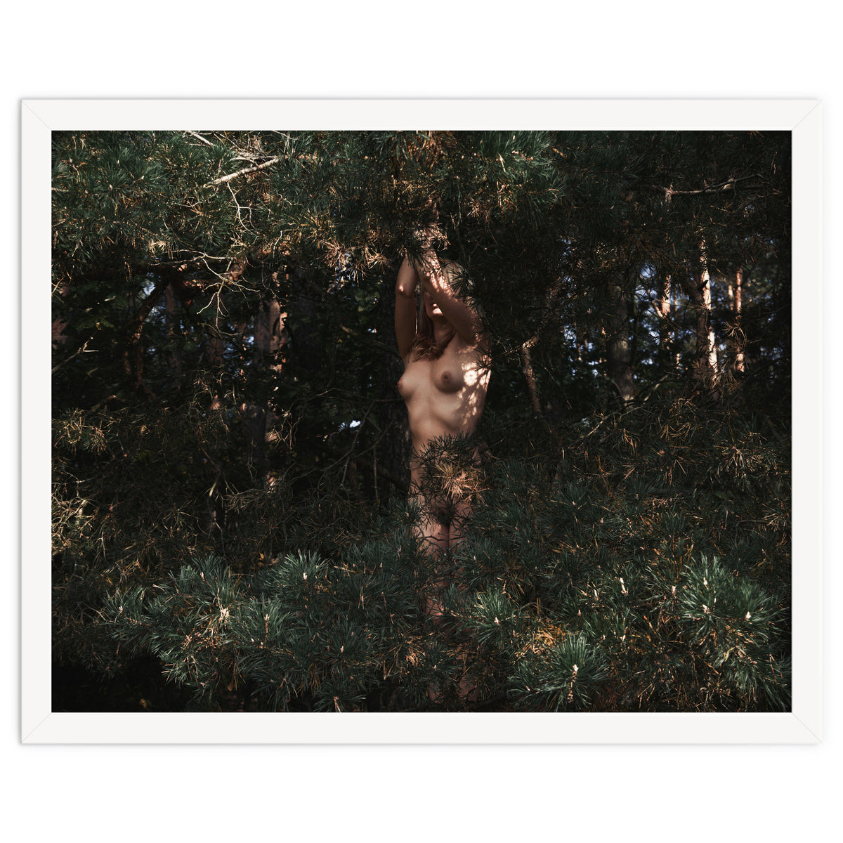 The Eyes of the Forest