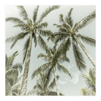Lovely Palm Trees | Vintage (Print Only)