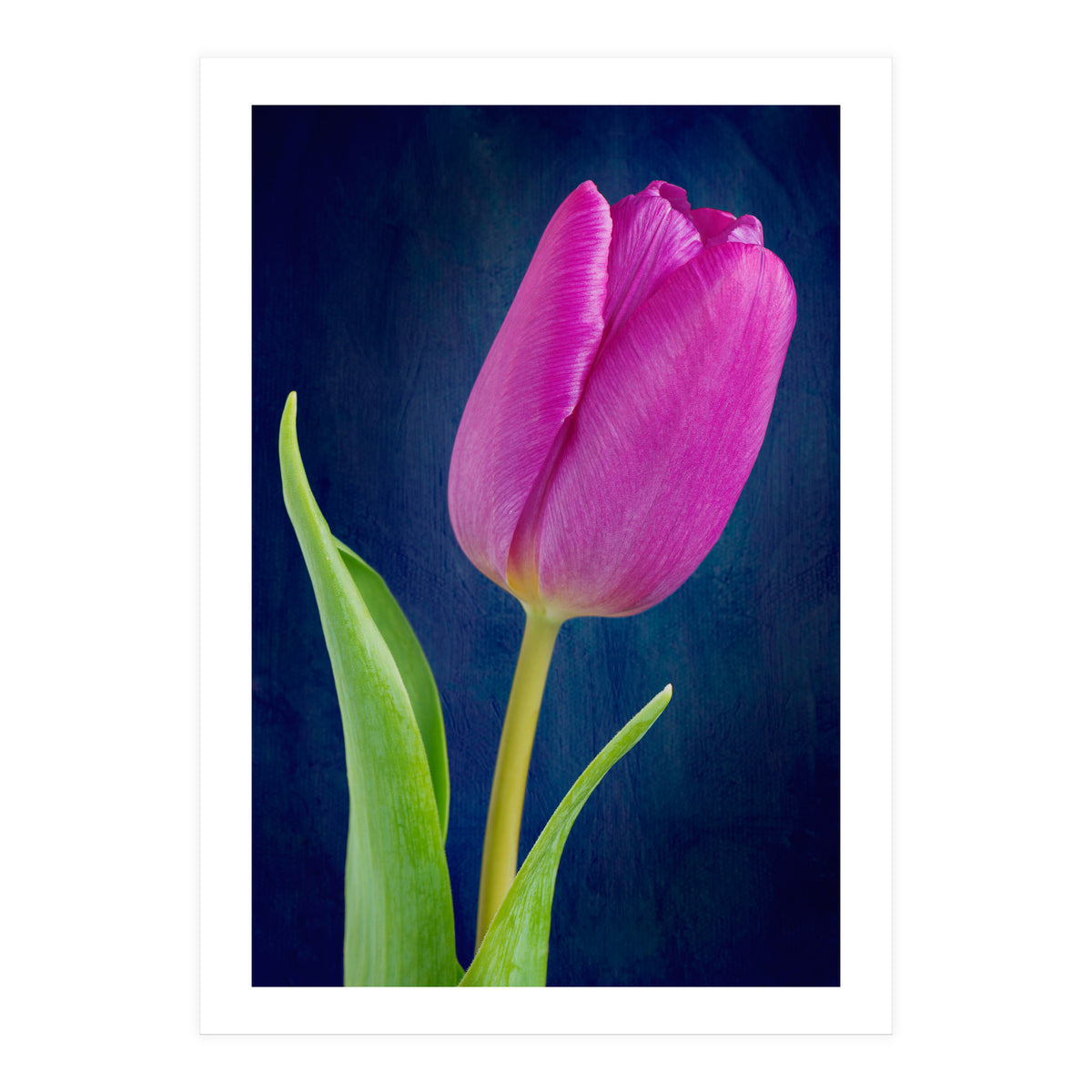 Tulip (Print Only)