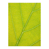 Autumn Leaf (Print Only) thumbnail