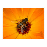 Bee Kinder (Print Only) thumbnail