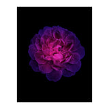Blooming Nature (Print Only) thumbnail