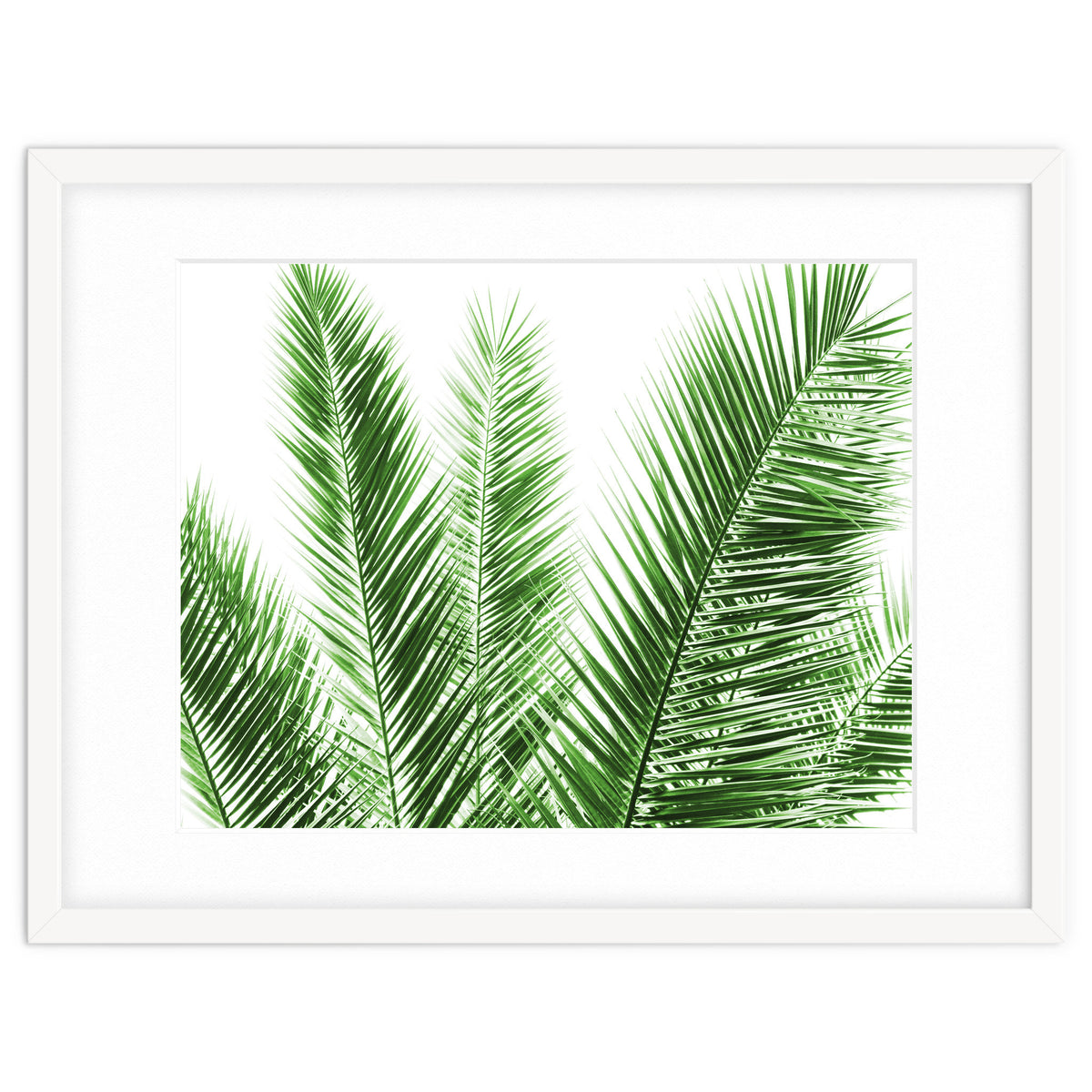 Palm Leaves