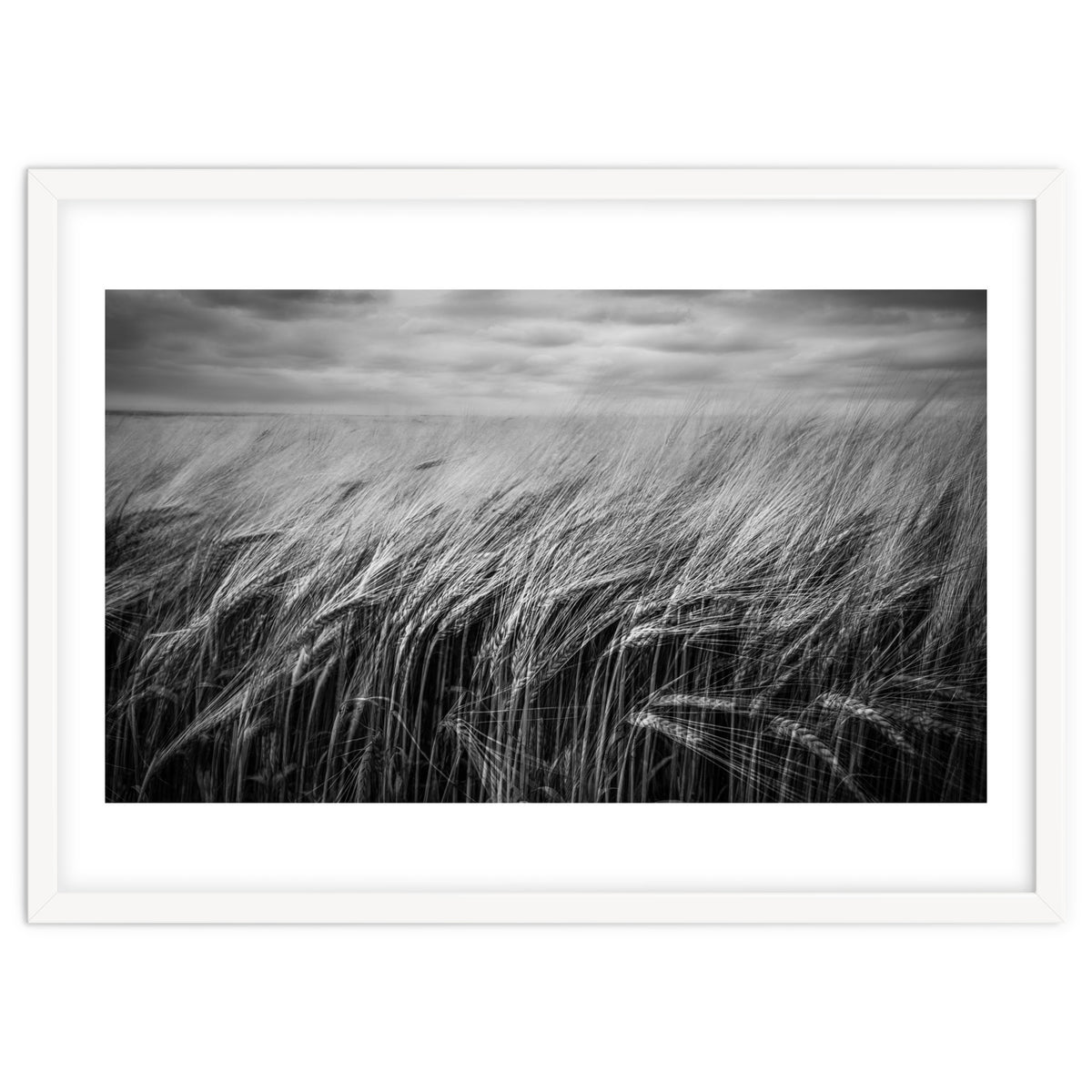 Moody Barley Field