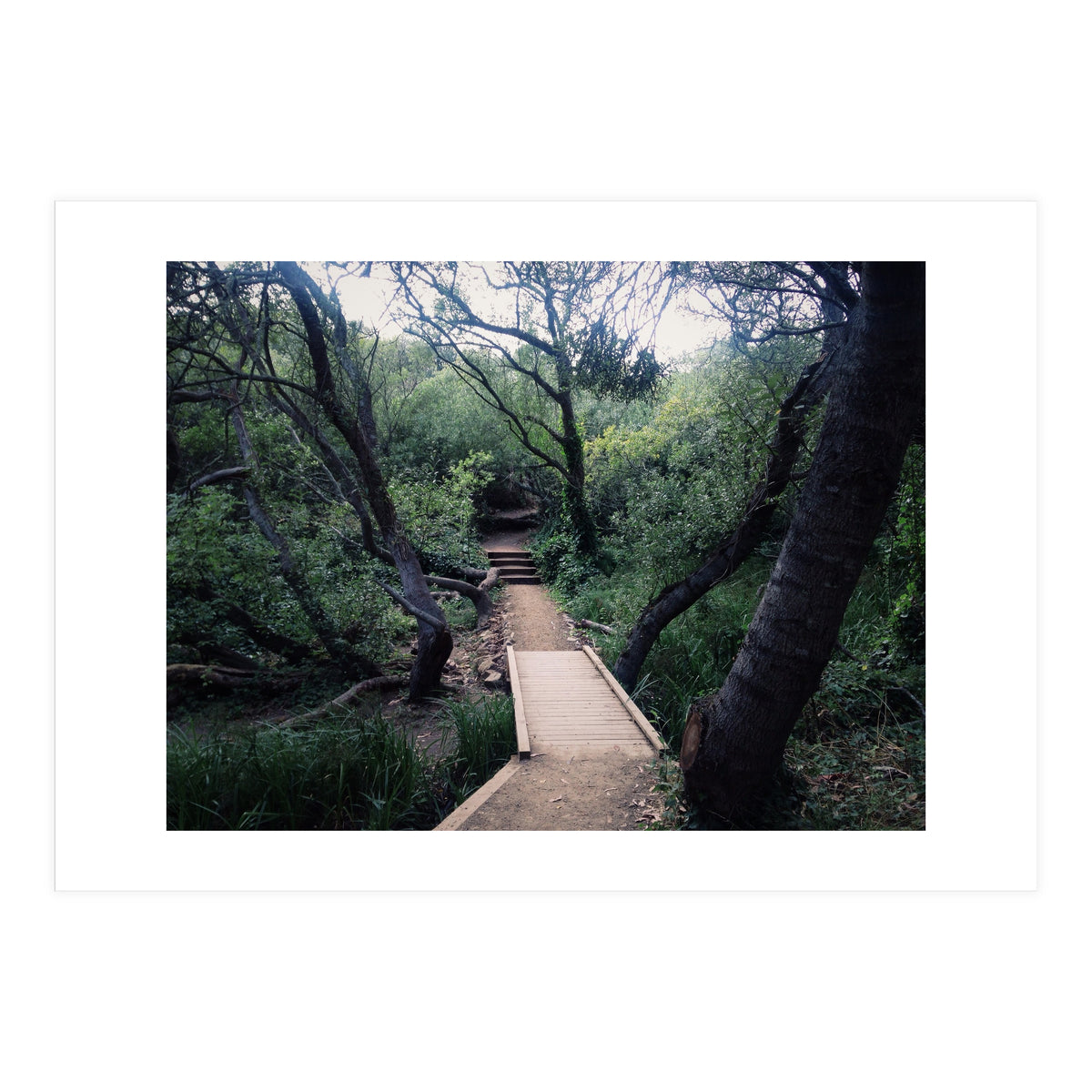 Glen Canyon Park (Print Only)